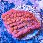 Preview: Montipora Snow